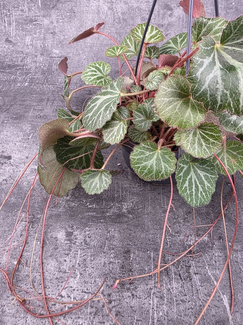 Saxifraga stolonifera závěs