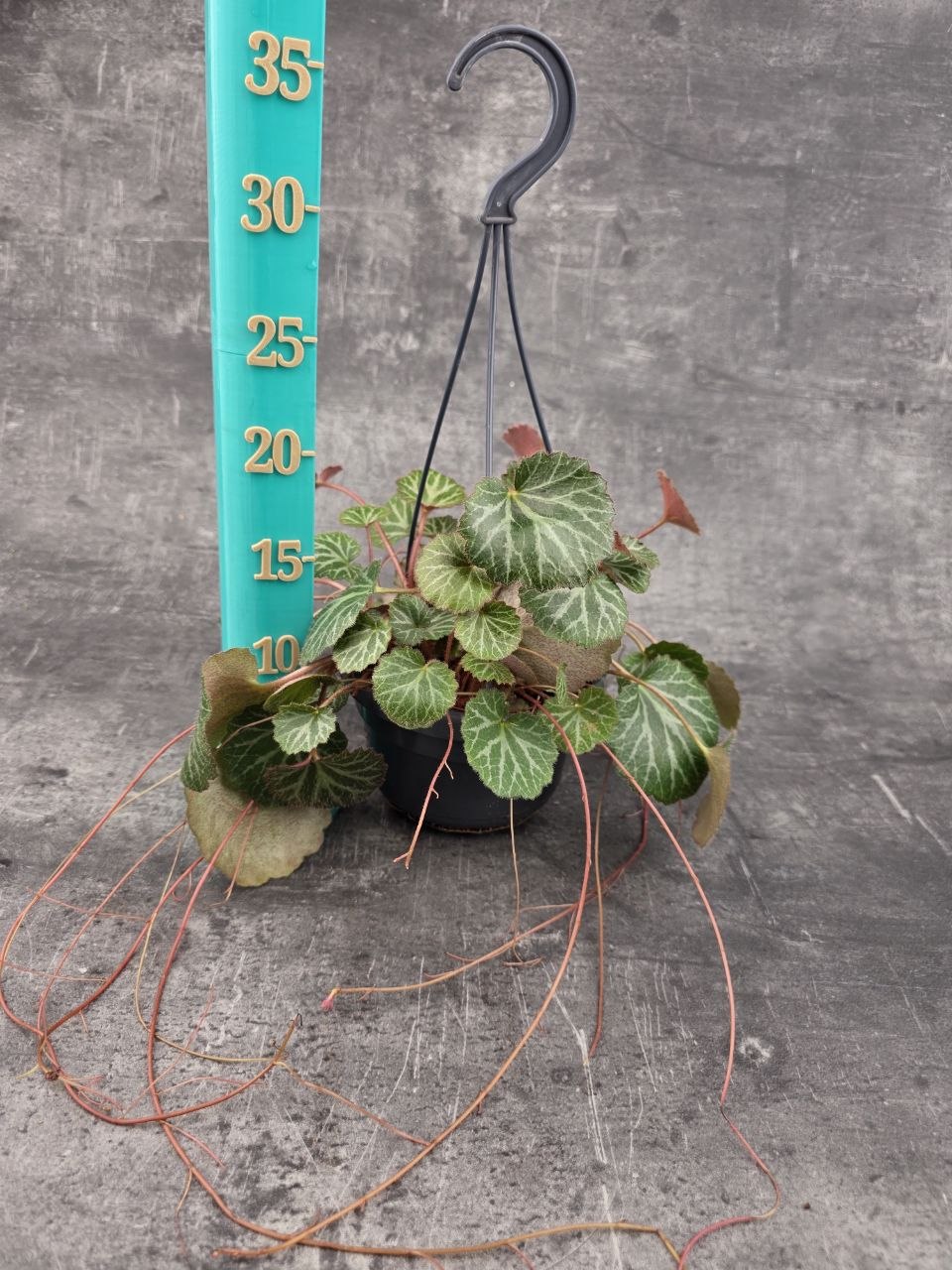 Saxifraga stolonifera závěs