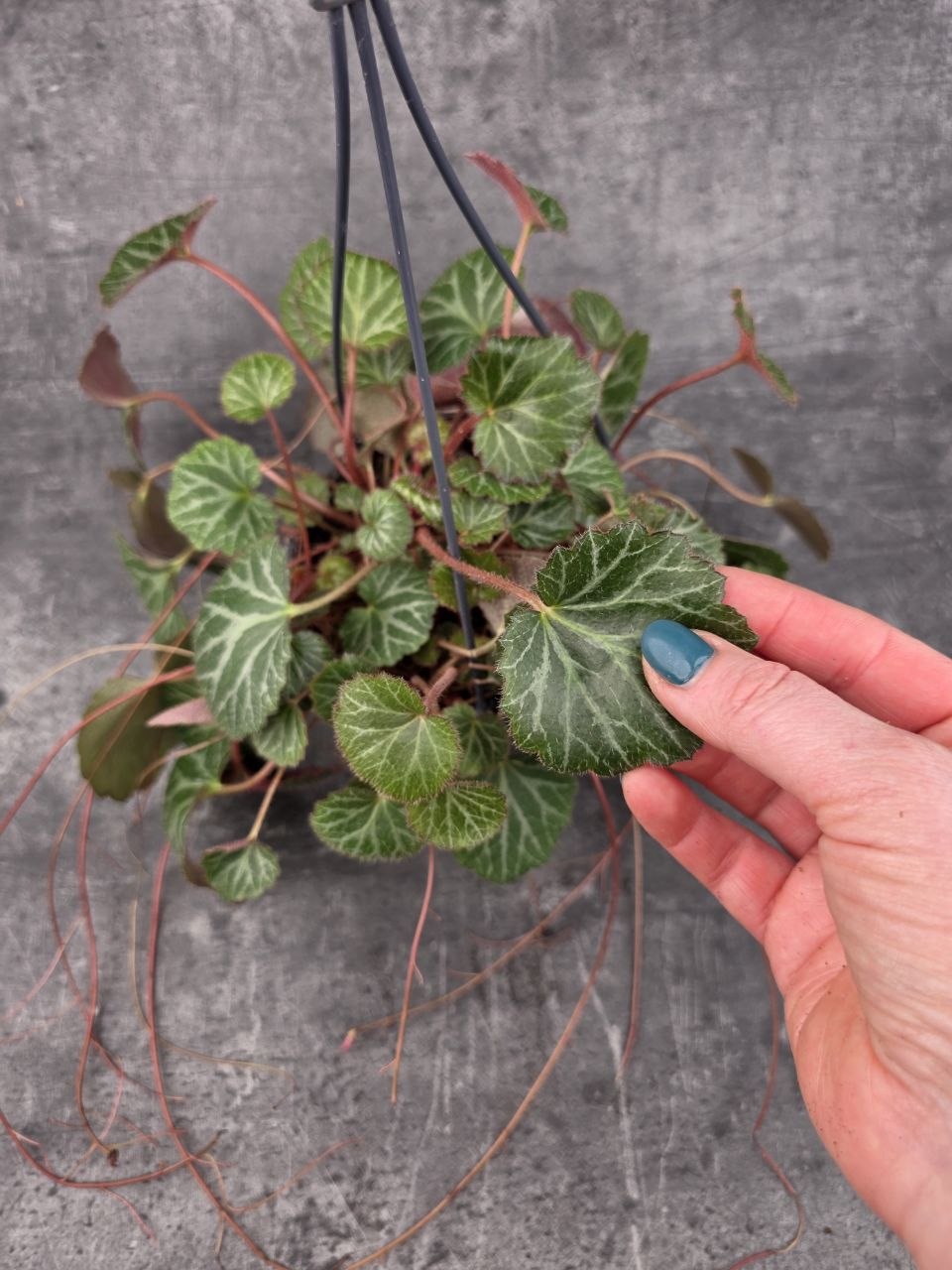 Saxifraga stolonifera závěs
