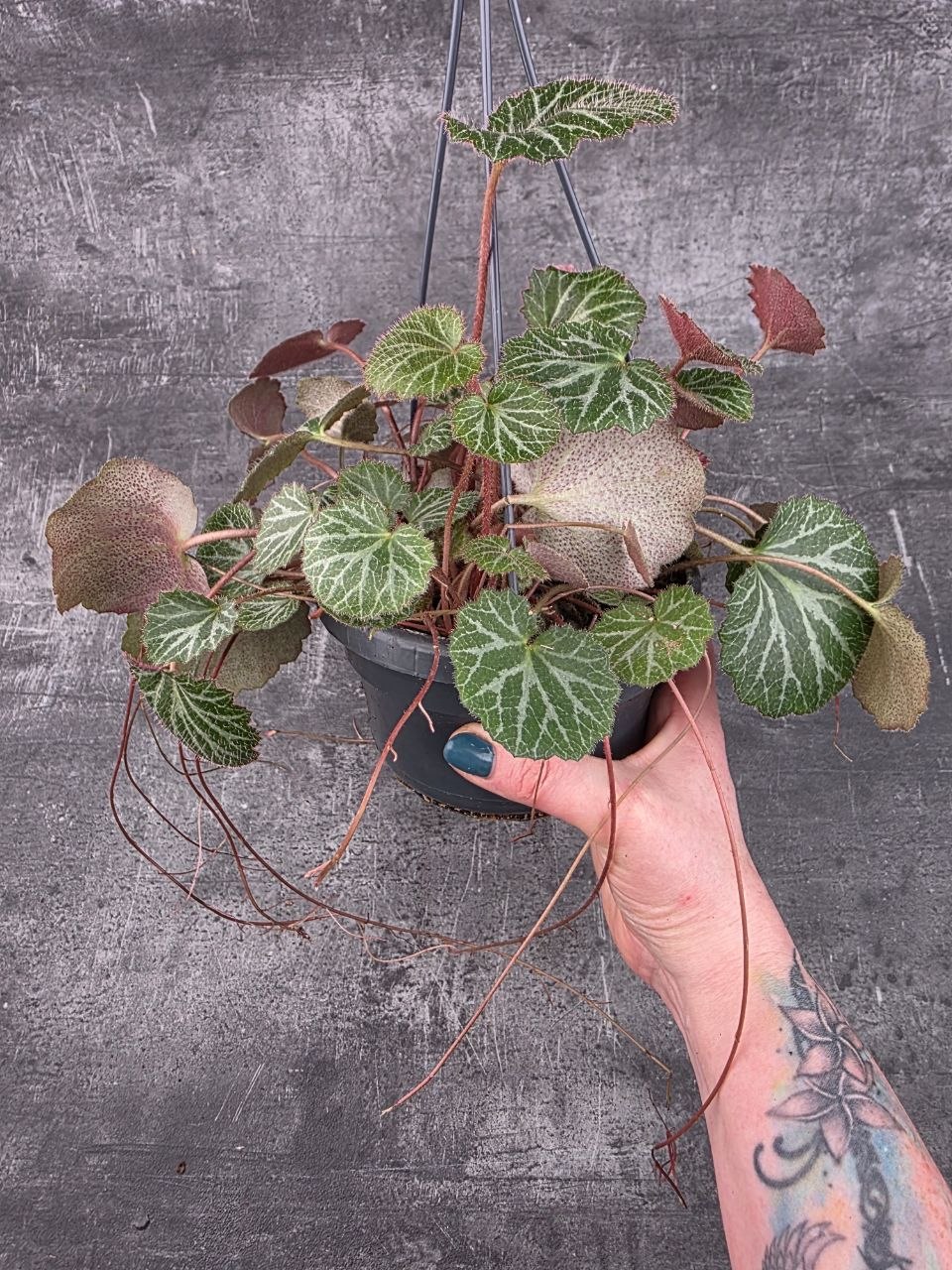 Saxifraga stolonifera závěs