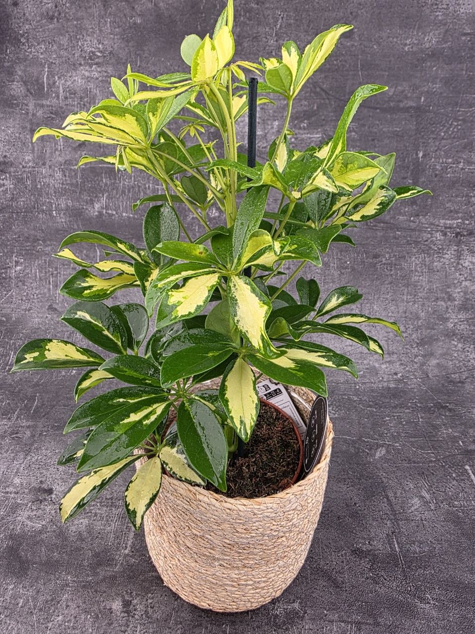 Schefflera Gerda