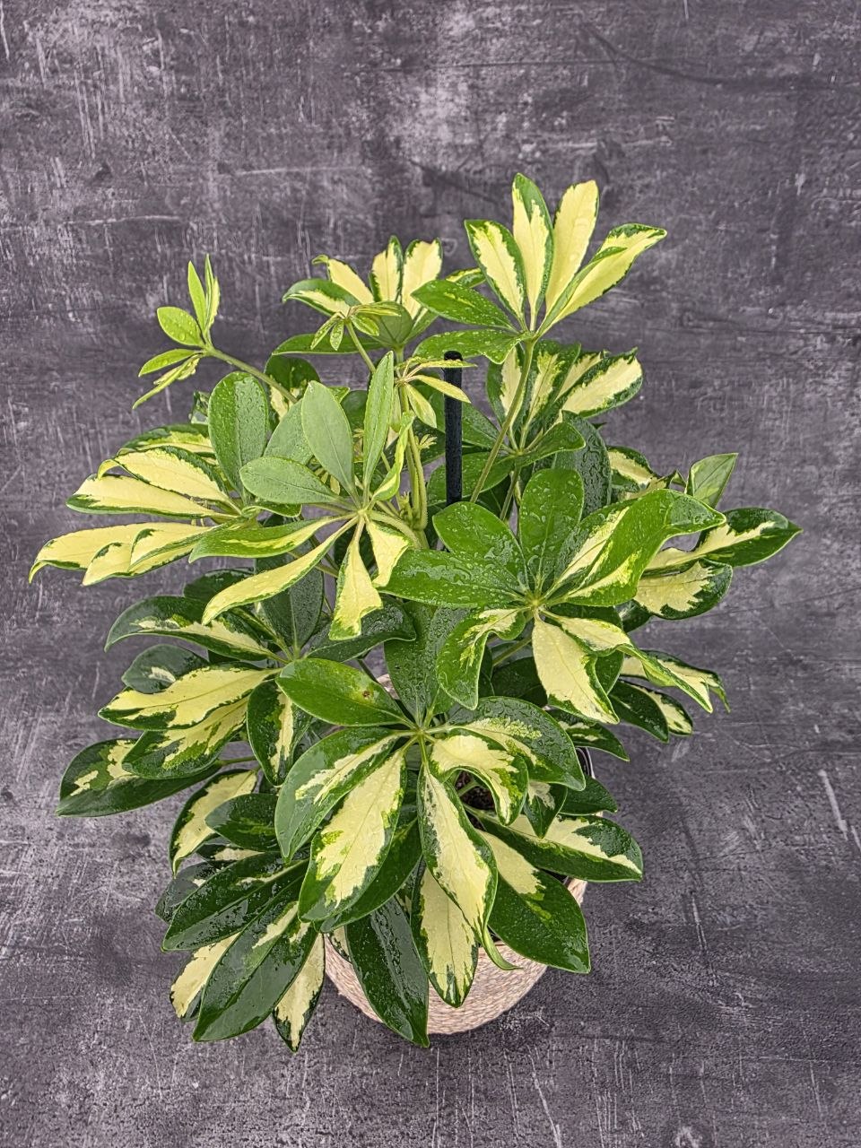 Schefflera Gerda