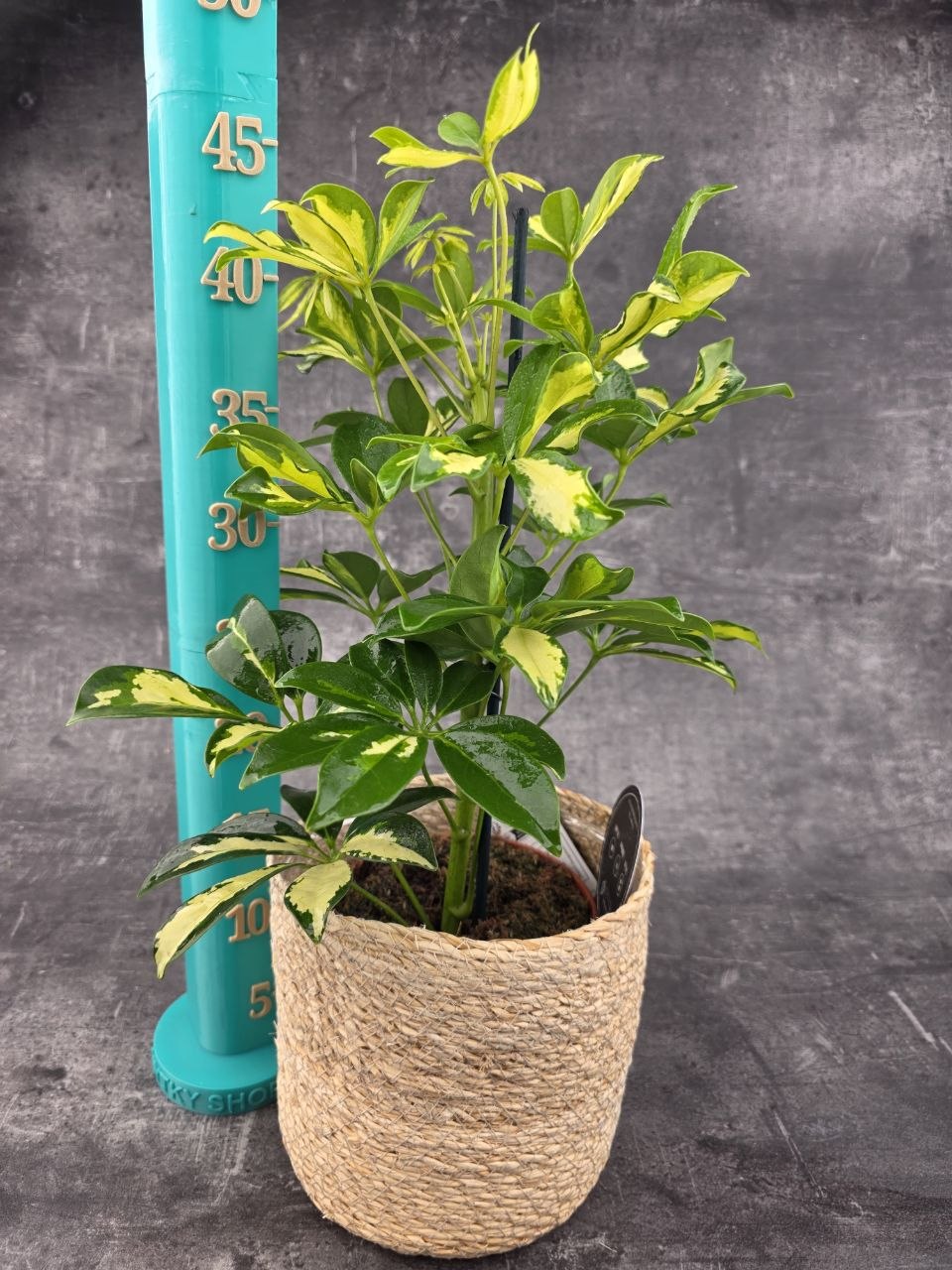 Schefflera Gerda