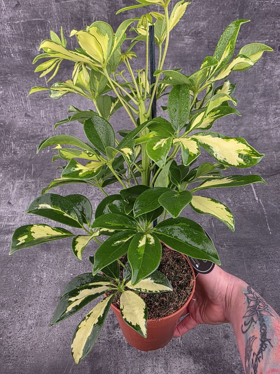 Schefflera Gerda