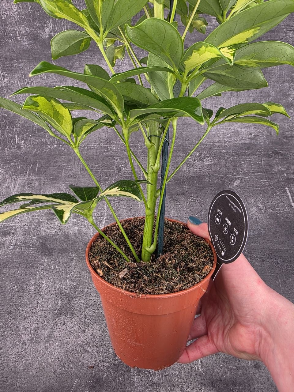 Schefflera Gerda