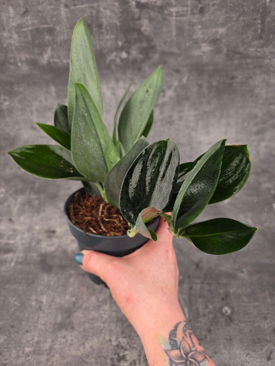 Scindapsus Treubii Dark Form