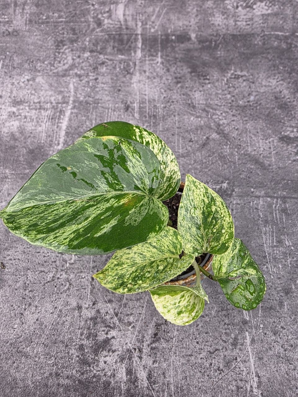 Epipremnum Marble Queen mini