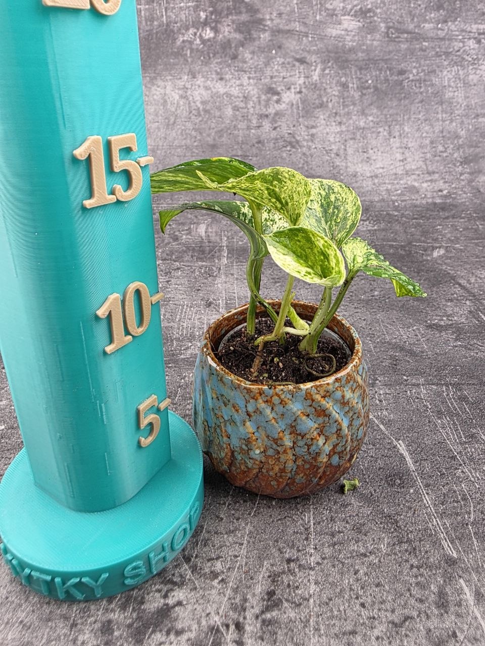 Epipremnum Marble Queen mini