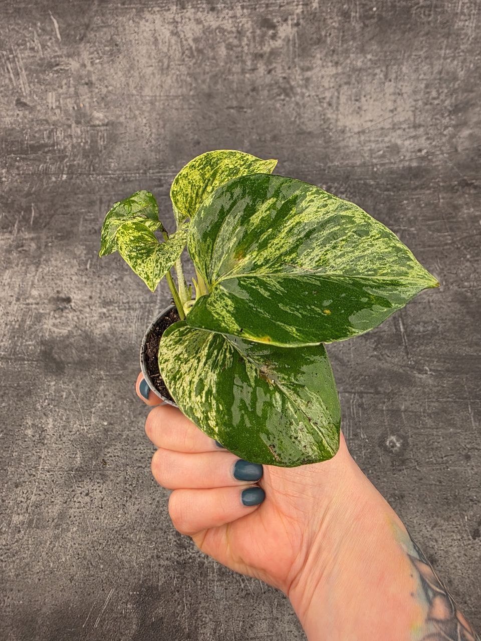 Epipremnum Marble Queen mini