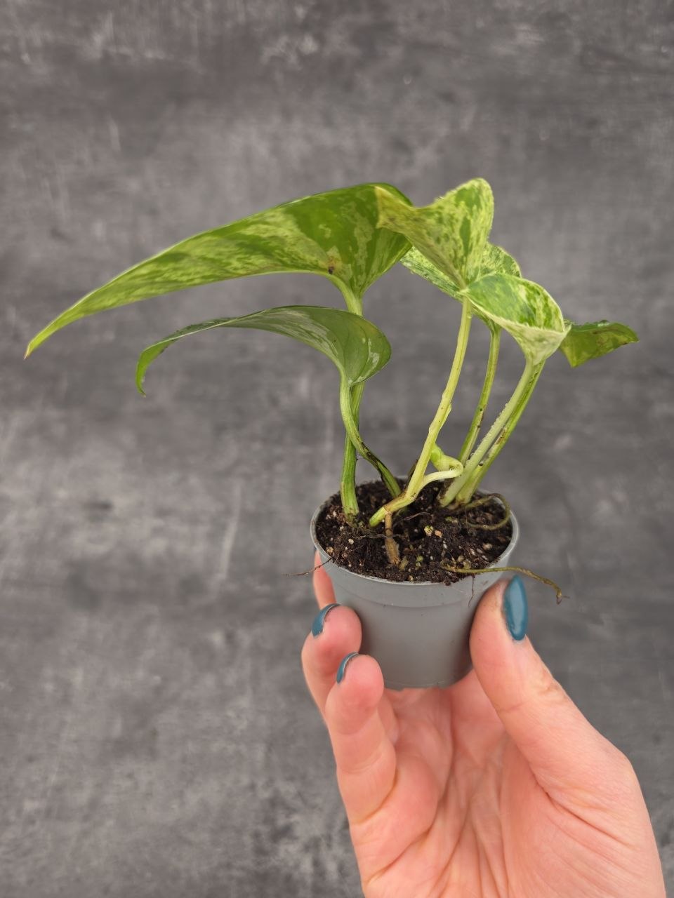 Epipremnum Marble Queen mini