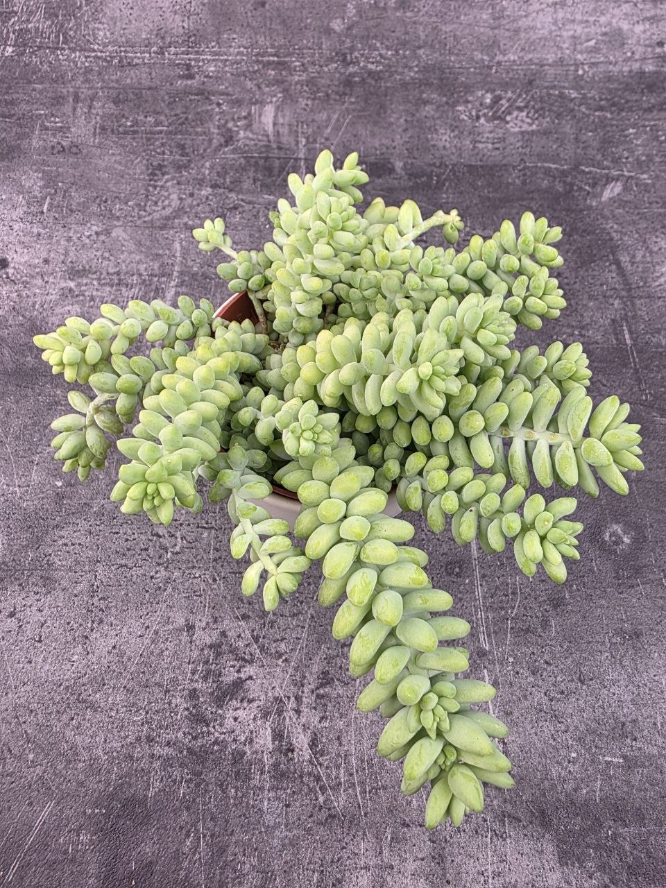 Sedum burrito