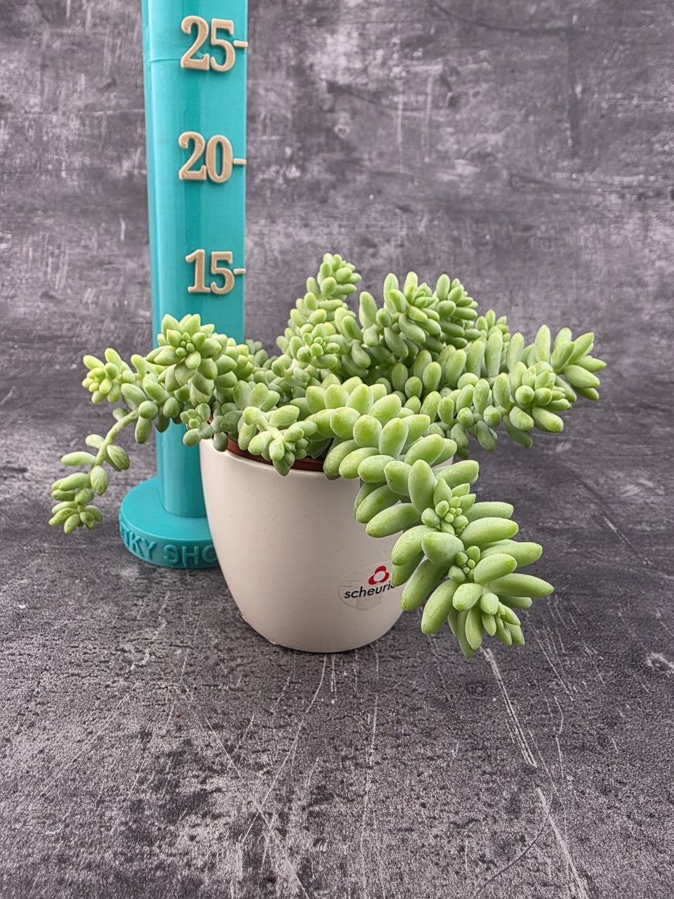 Sedum burrito