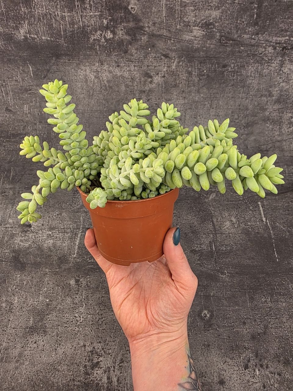 Sedum burrito
