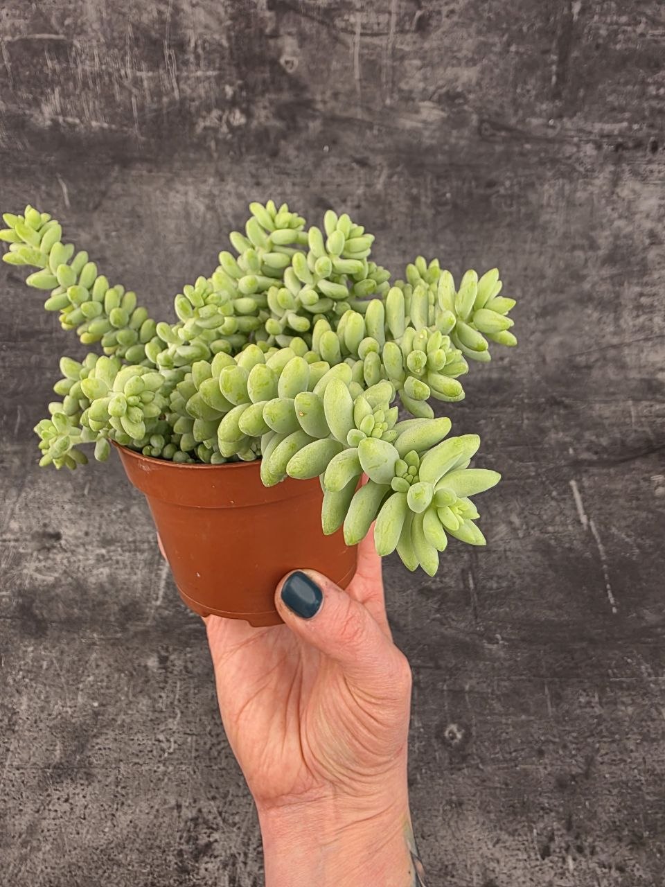 Sedum burrito