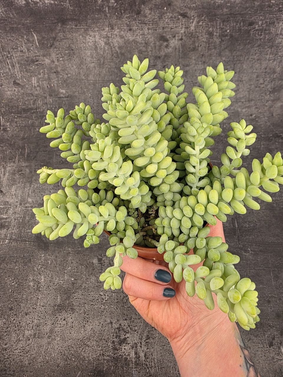 Sedum burrito