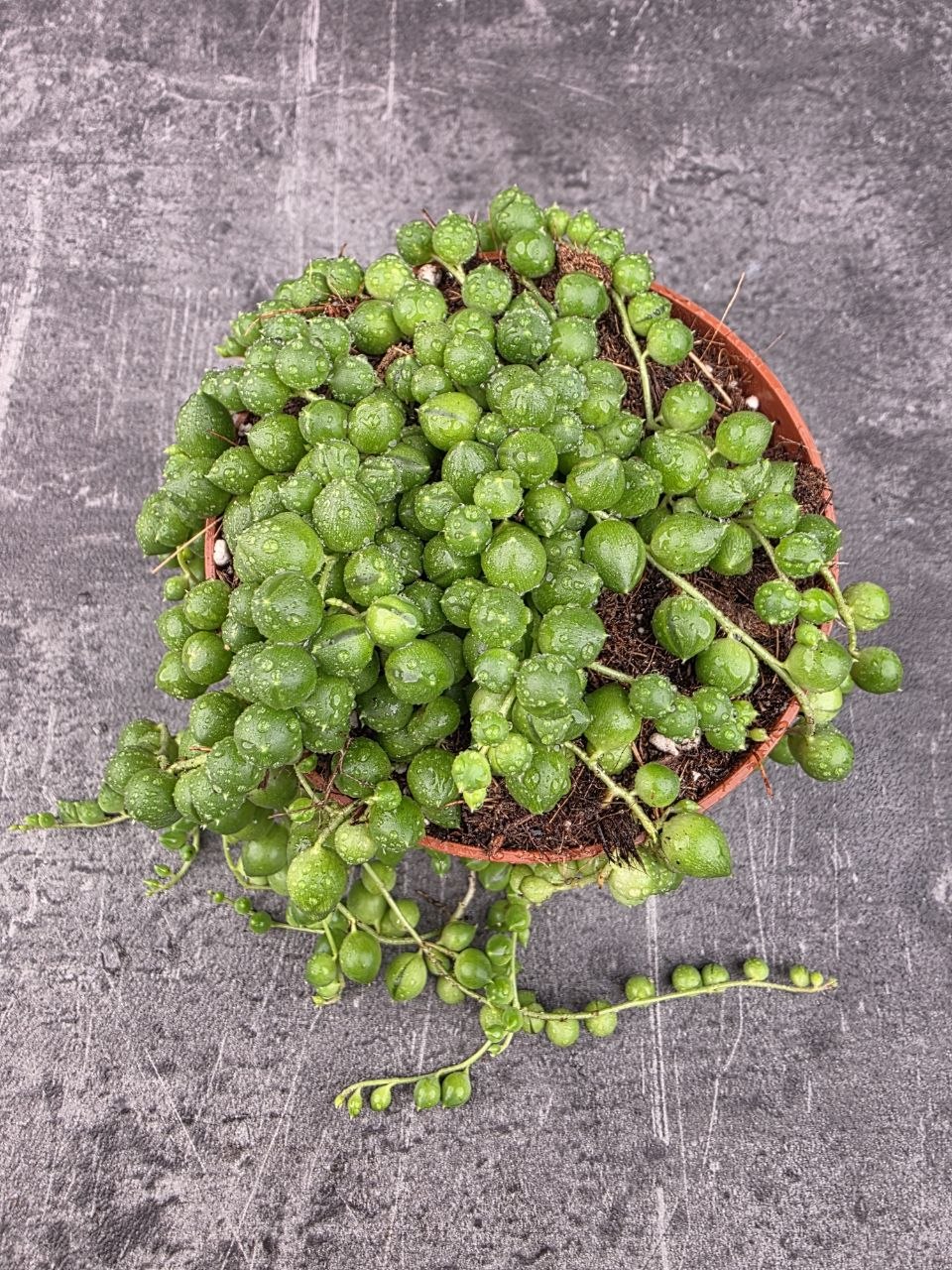Senecio Rowleyanus 10 cm
