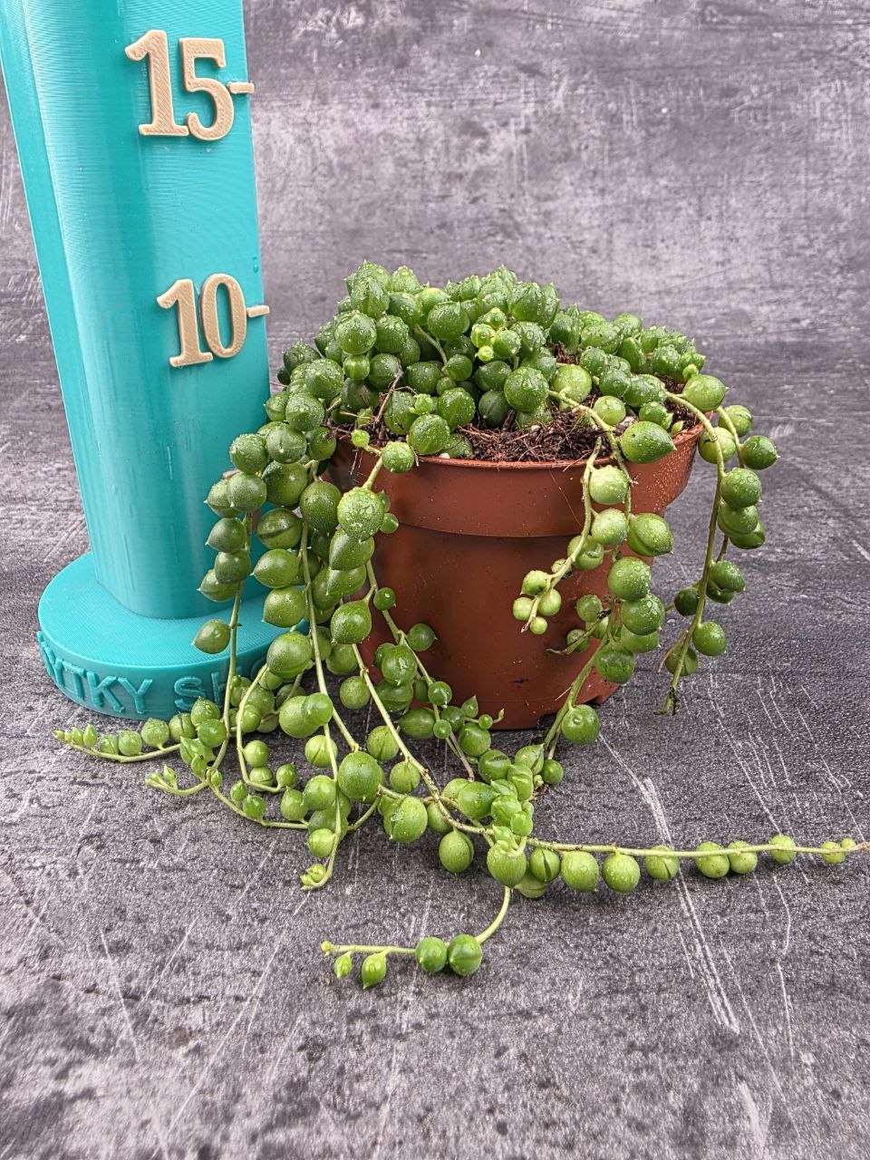 Senecio Rowleyanus 10 cm