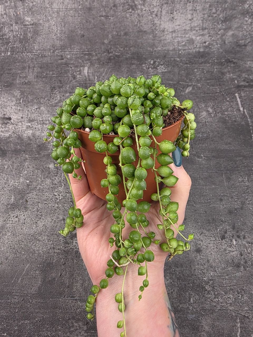 Senecio Rowleyanus 10 cm