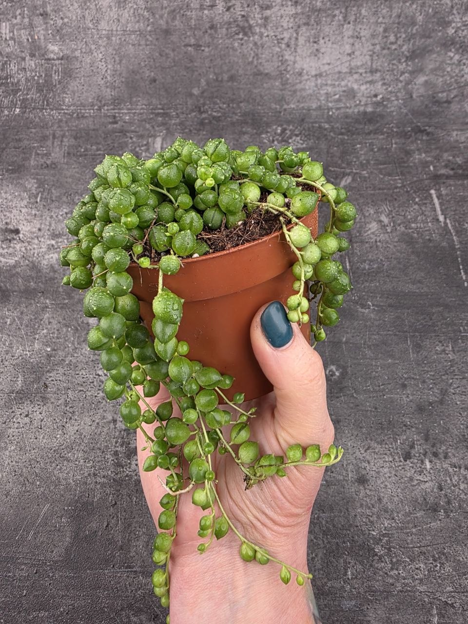 Senecio Rowleyanus 10 cm