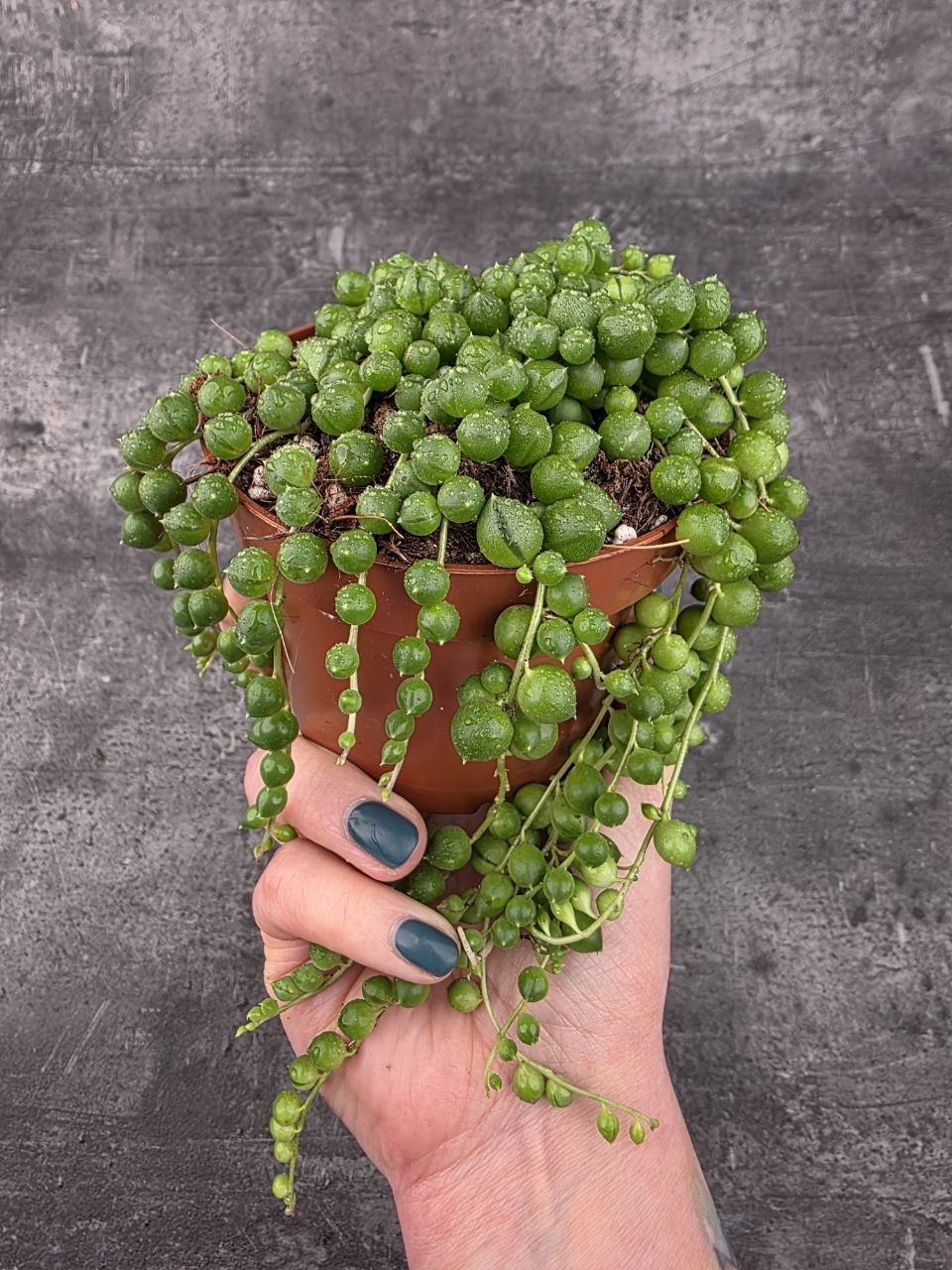 Senecio Rowleyanus 10 cm