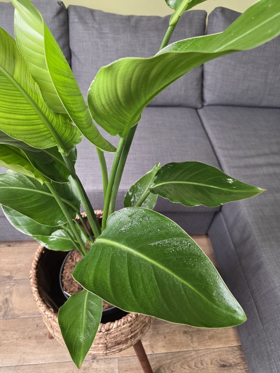 Strelitzia Nicolai XL