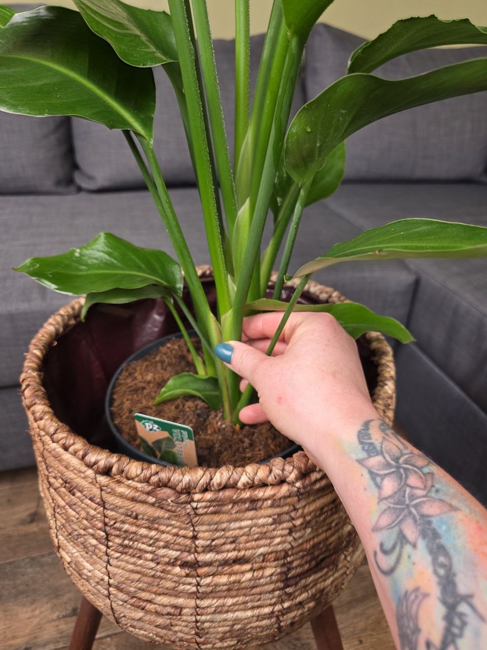 Strelitzia Nicolai XL