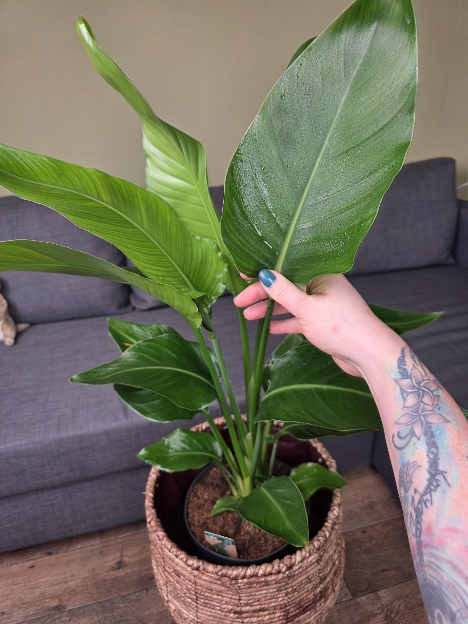 Strelitzia Nicolai XL