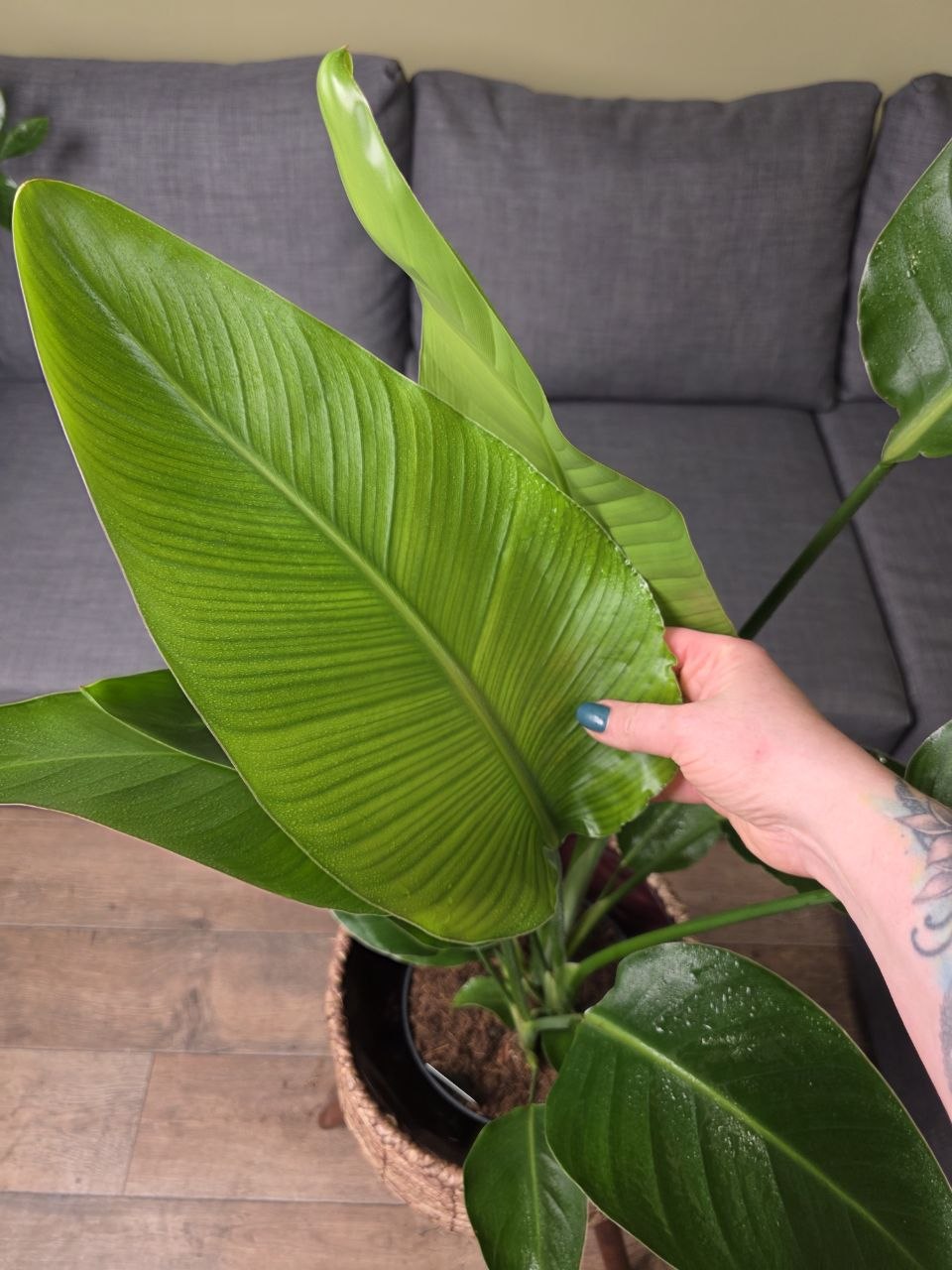 Strelitzia Nicolai XL