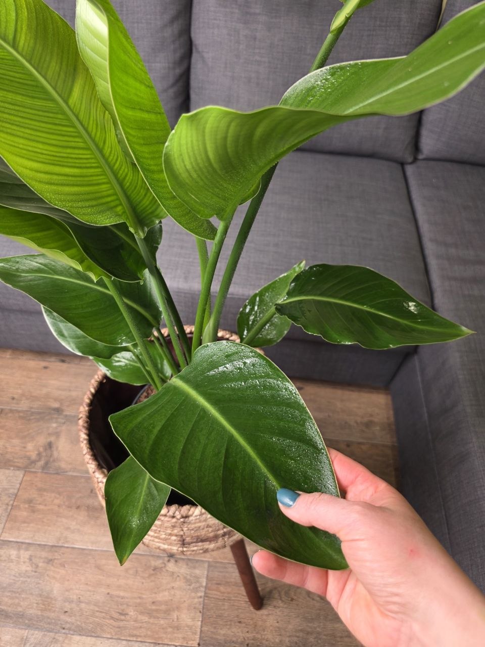 Strelitzia Nicolai XL