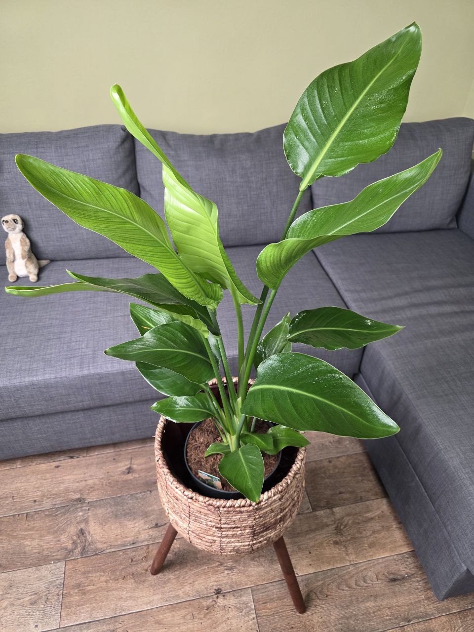Strelitzia Nicolai XL