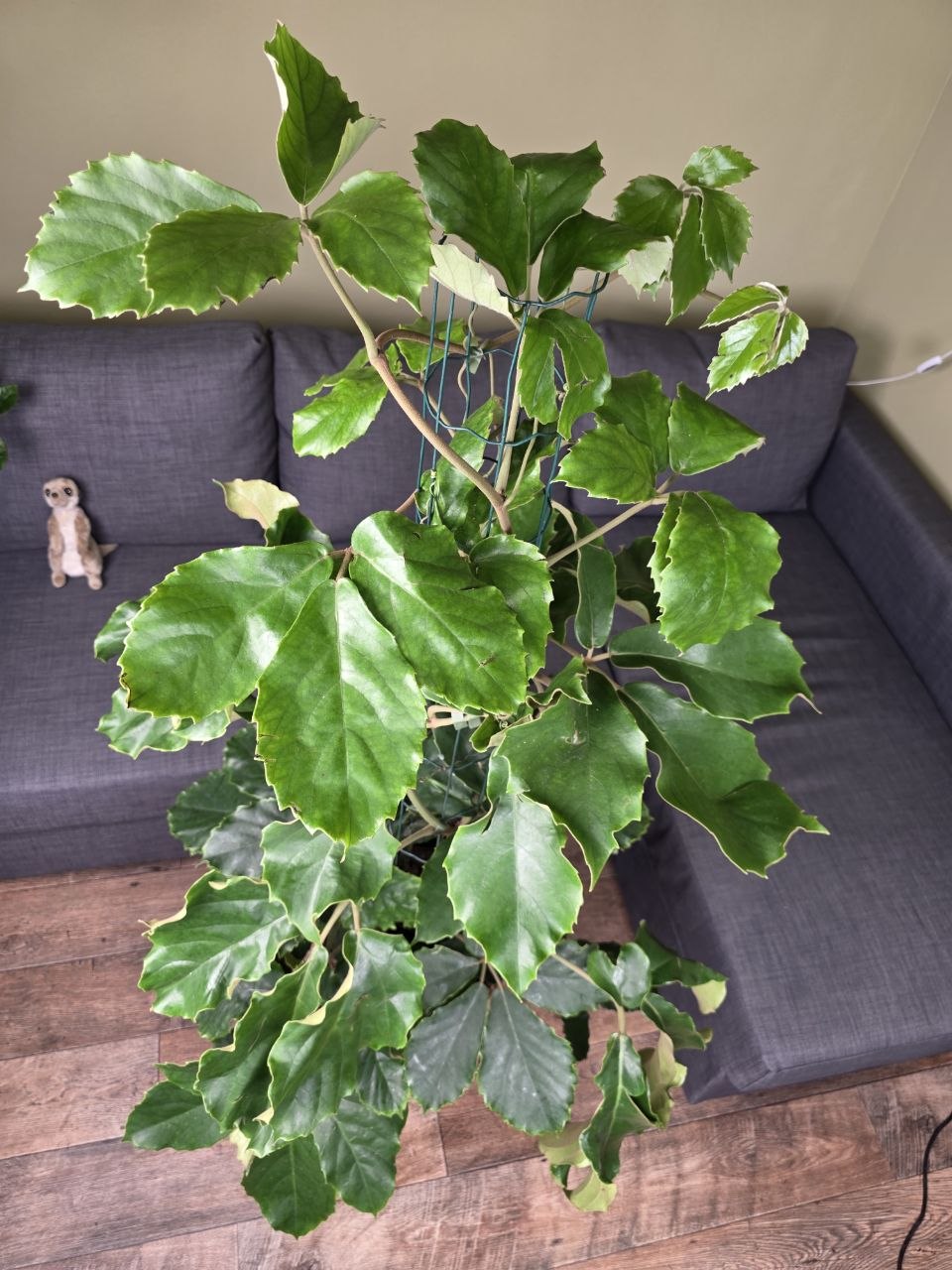 Tetrastigma voinierianum XXL