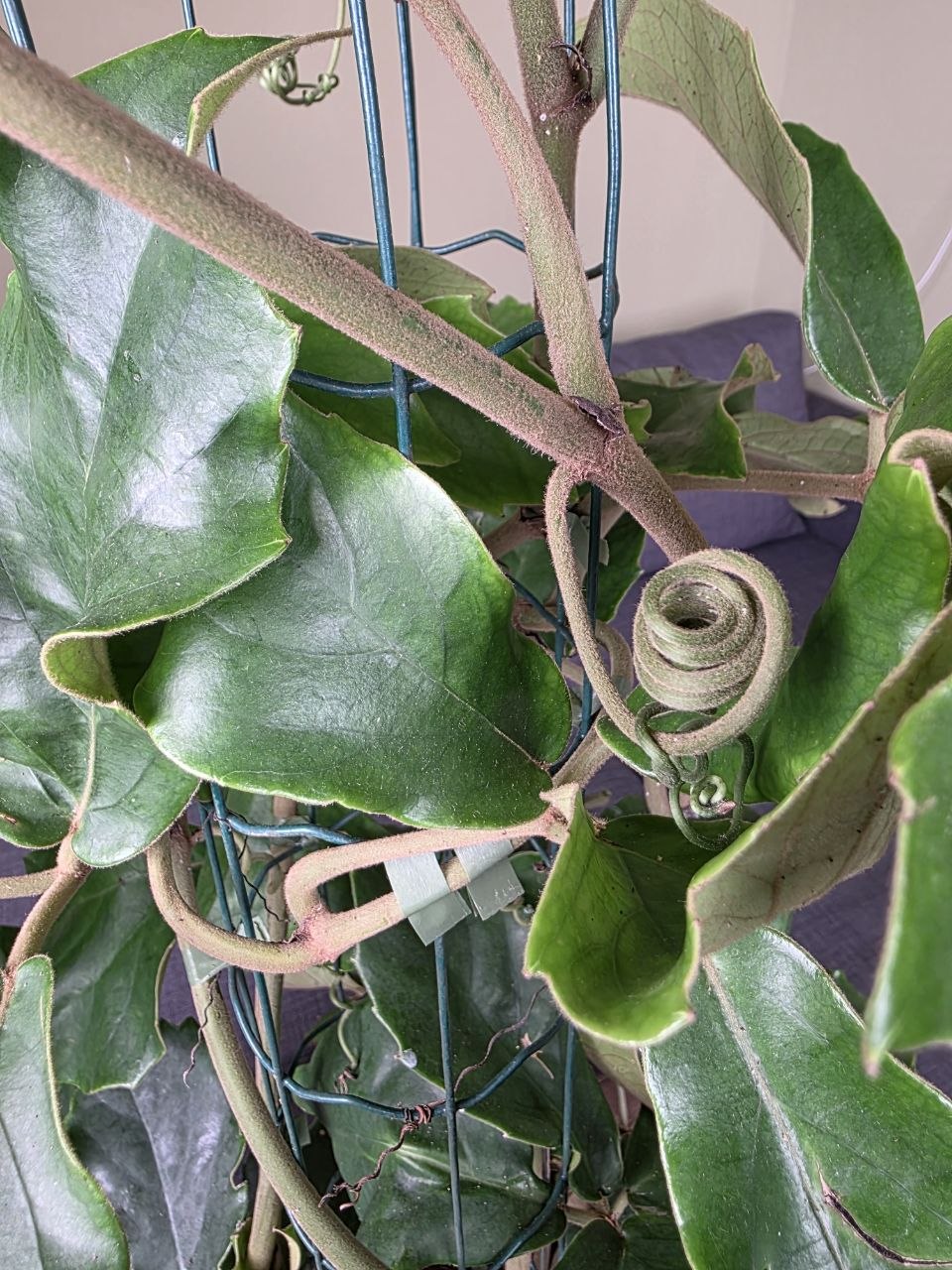 Tetrastigma voinierianum XXL