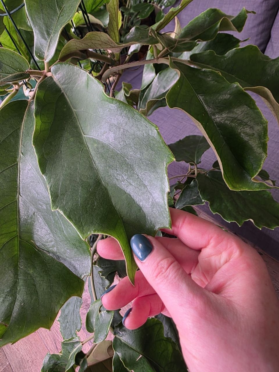 Tetrastigma voinierianum XXL