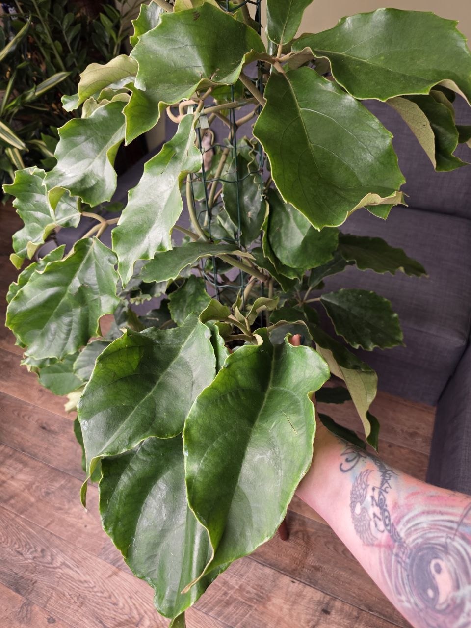 Tetrastigma voinierianum XXL