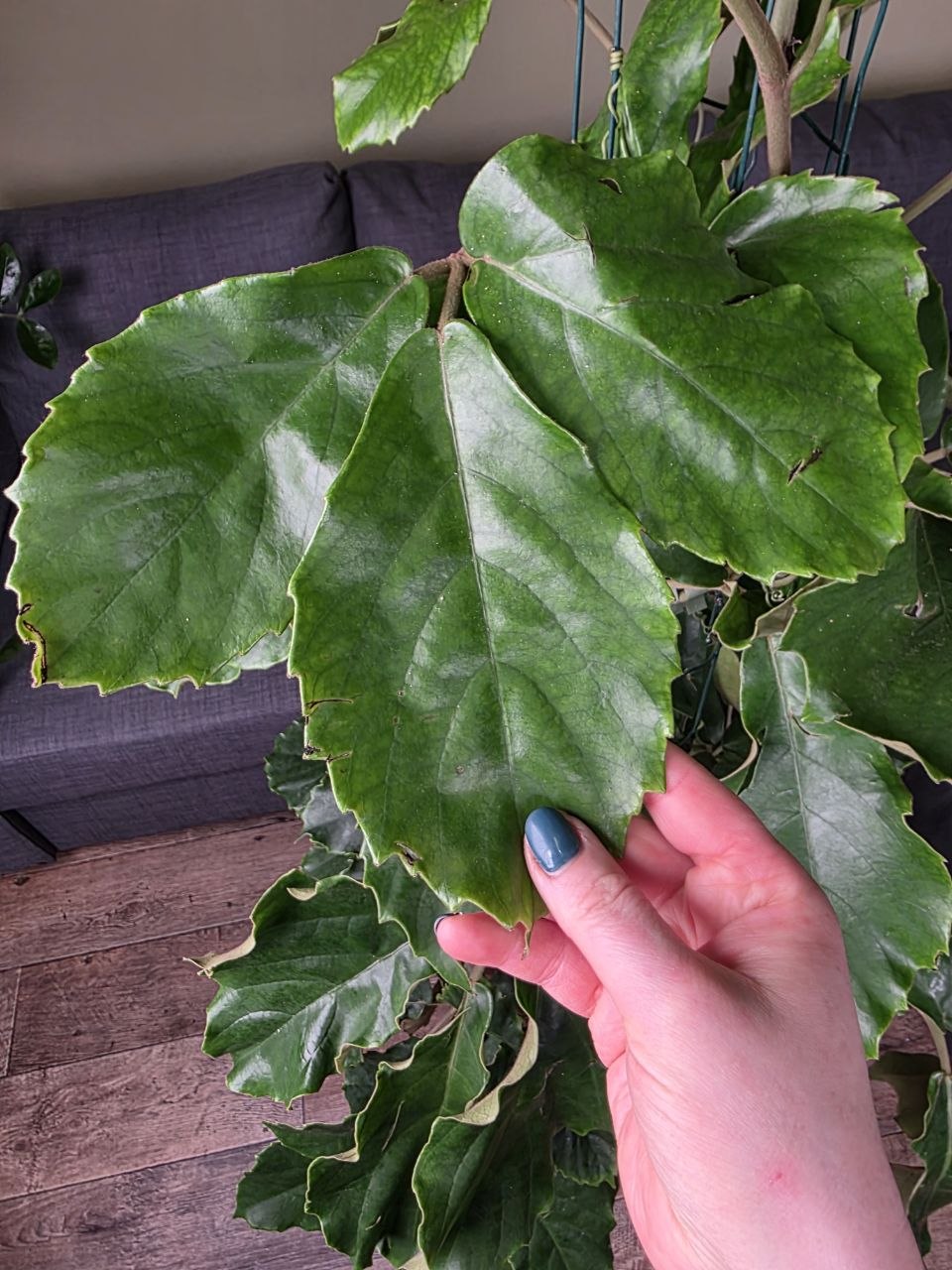 Tetrastigma voinierianum XXL