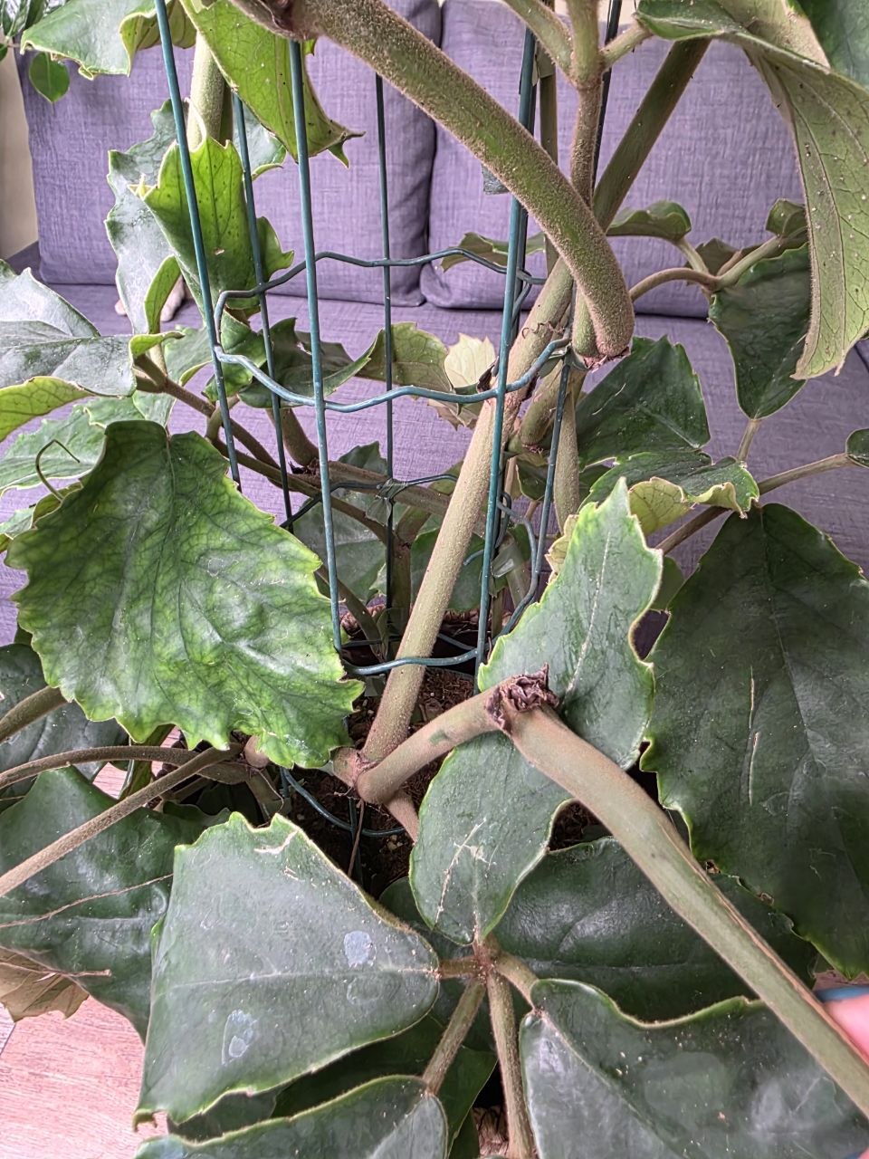 Tetrastigma voinierianum XXL