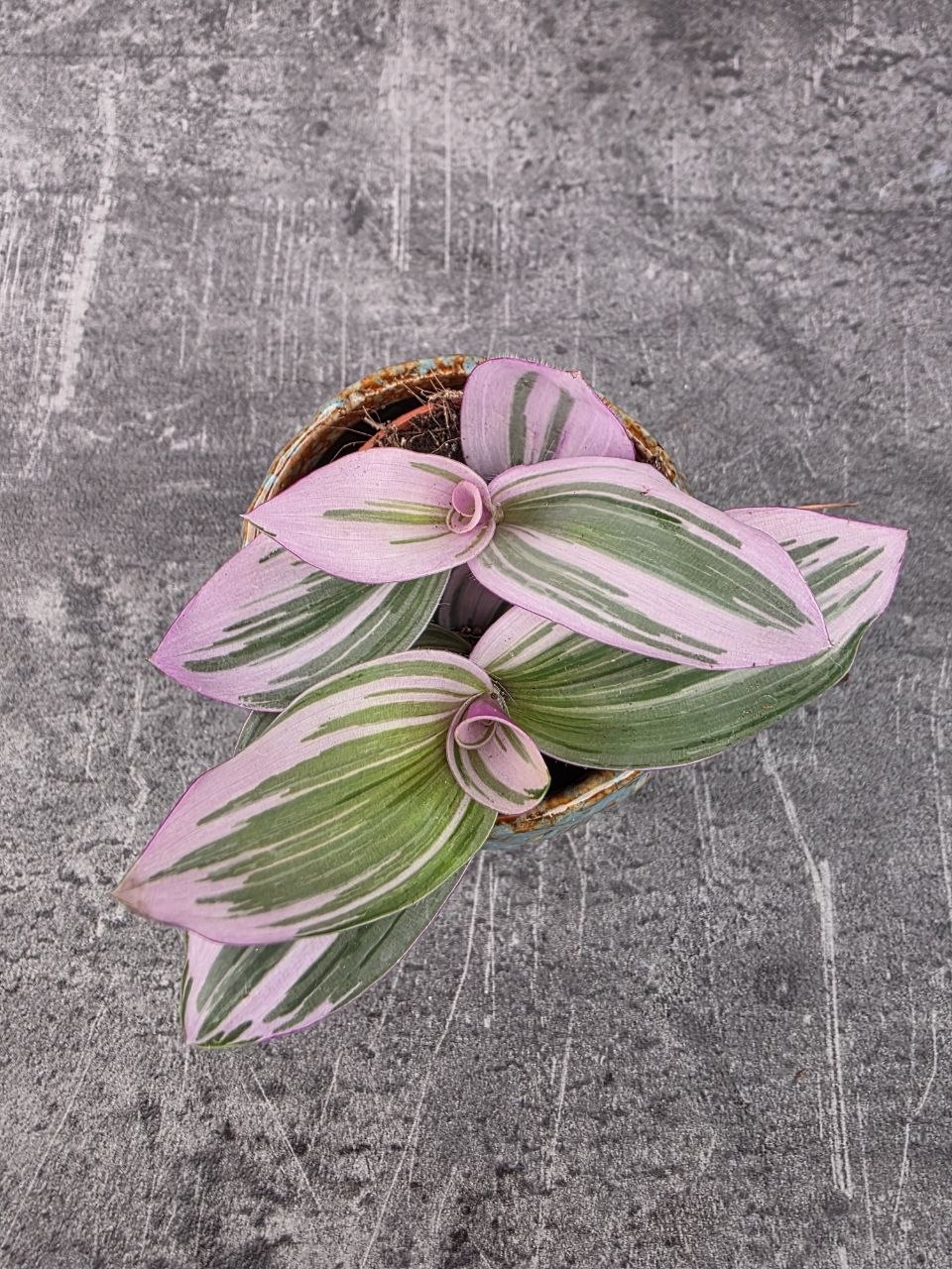Tradescantia Albiflora Nanouk mini