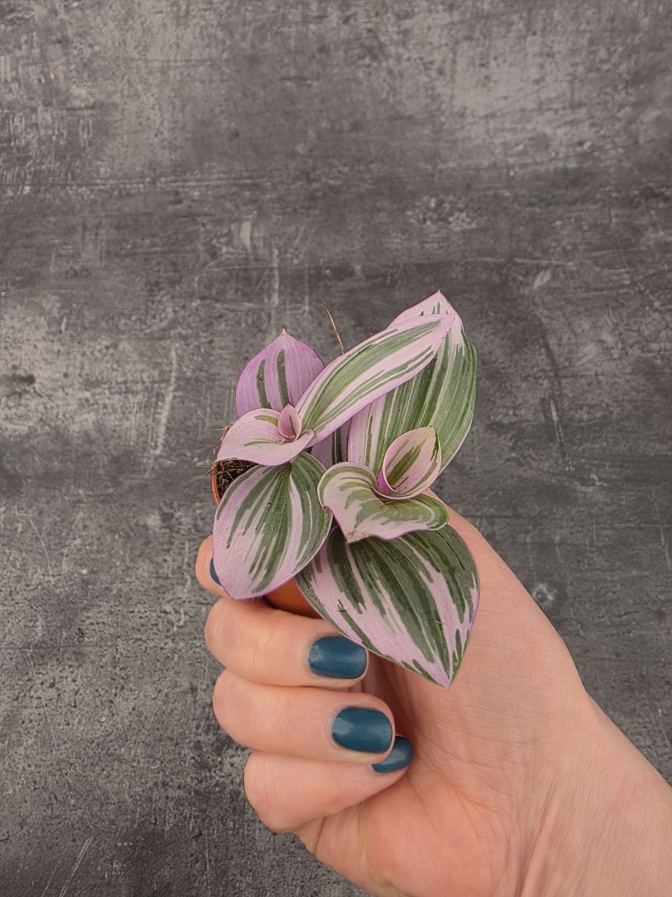 Tradescantia Albiflora Nanouk mini