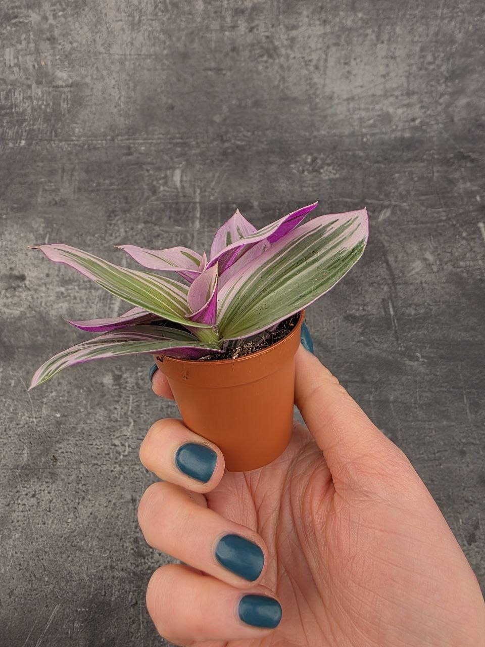 Tradescantia Albiflora Nanouk mini