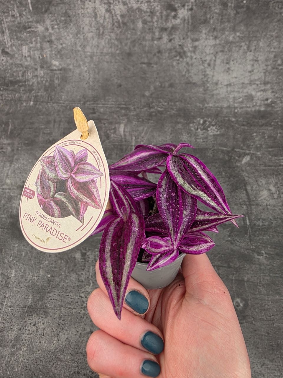 Tradescantia Fluminensi Pink Paradise mini