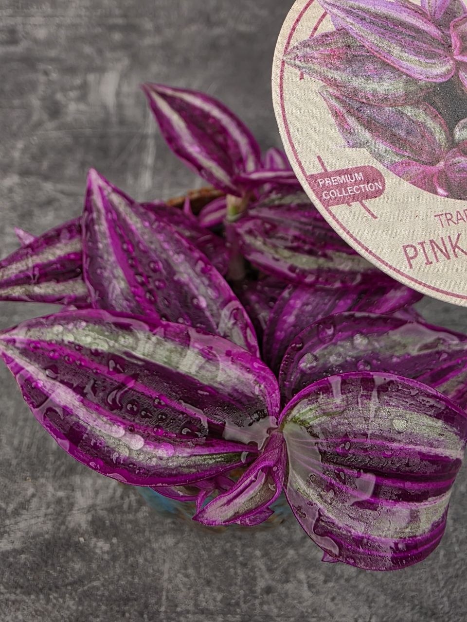 Tradescantia Fluminensi Pink Paradise mini