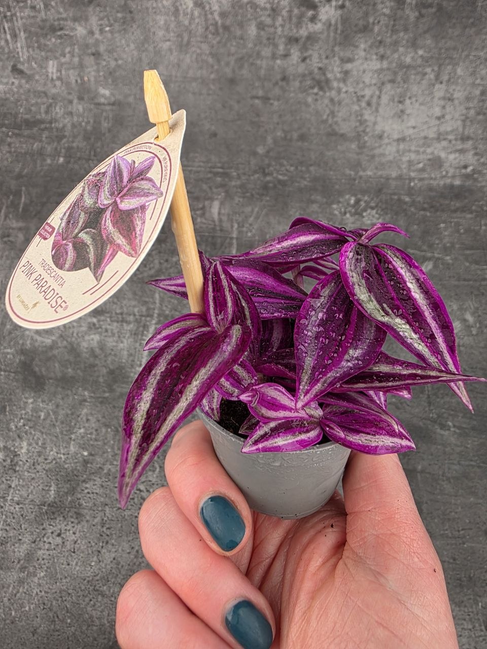 Tradescantia Fluminensi Pink Paradise mini