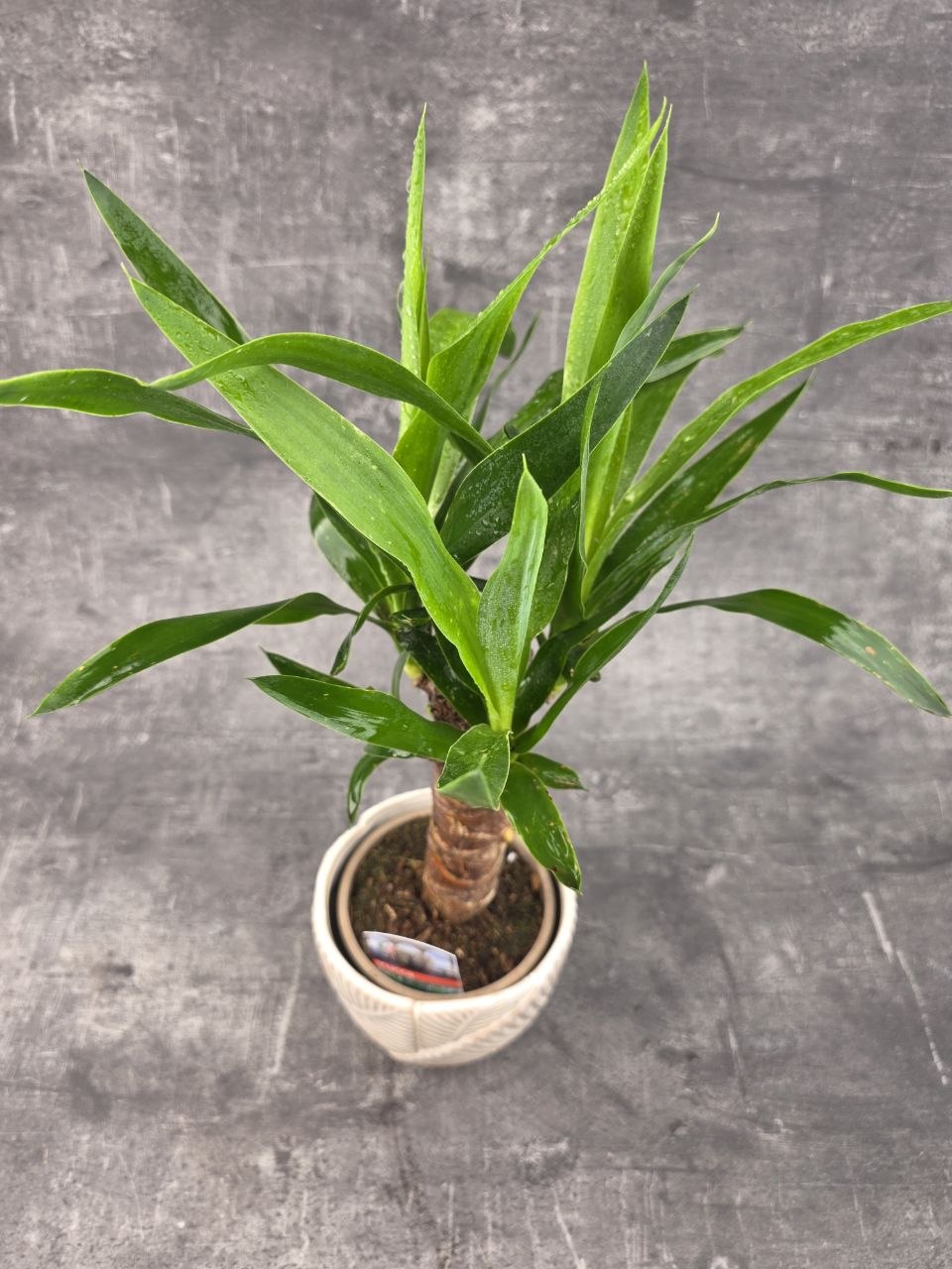 Yucca, pokojovka na hodně světla