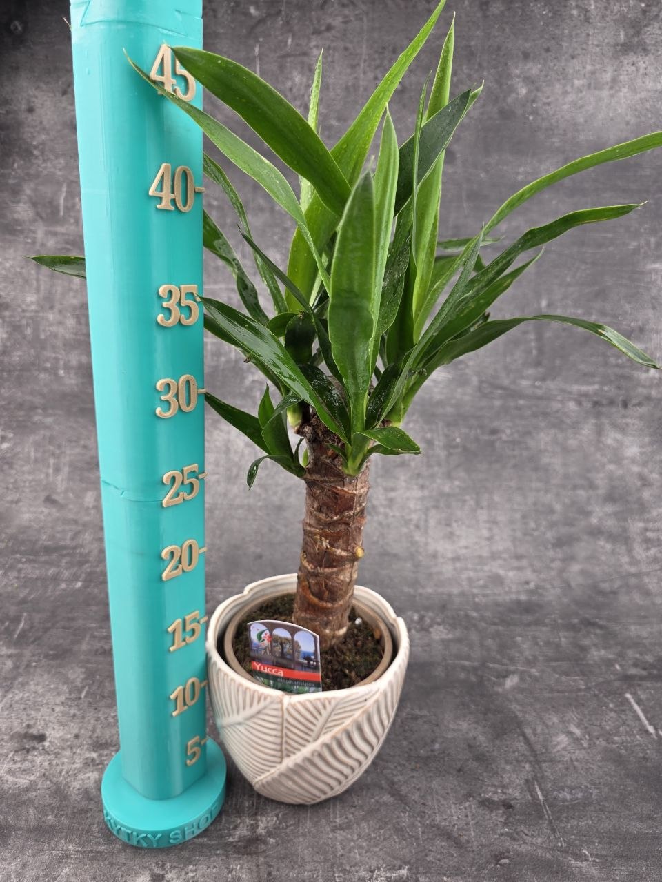 Yucca, pokojovka na hodně světla