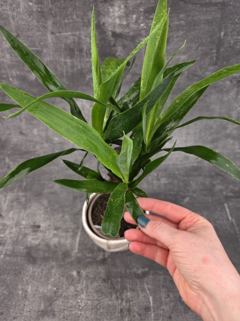 Yucca, pokojovka na hodně světla