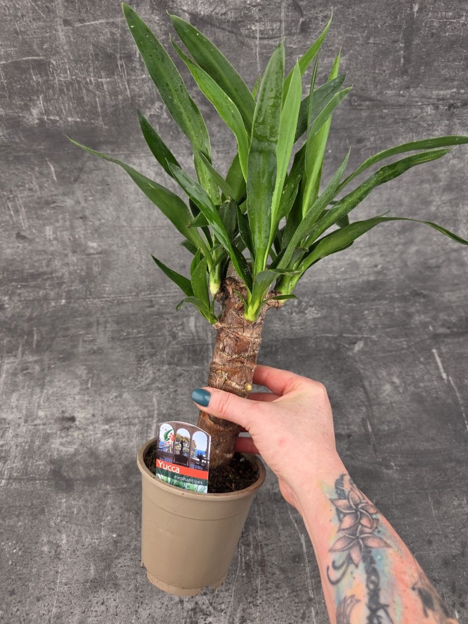 Yucca, pokojovka na hodně světla