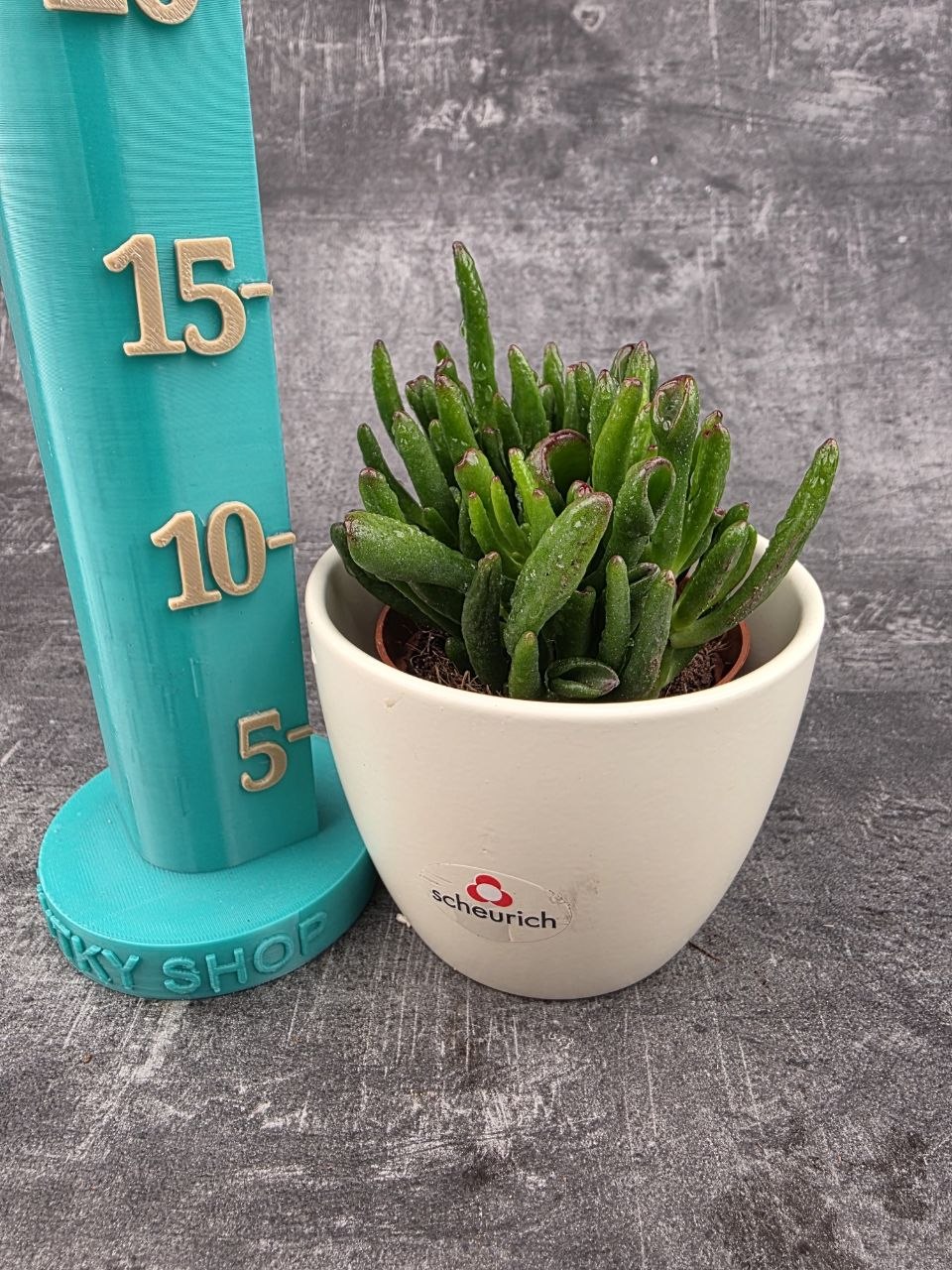 Crassula hobit 8,5 cm