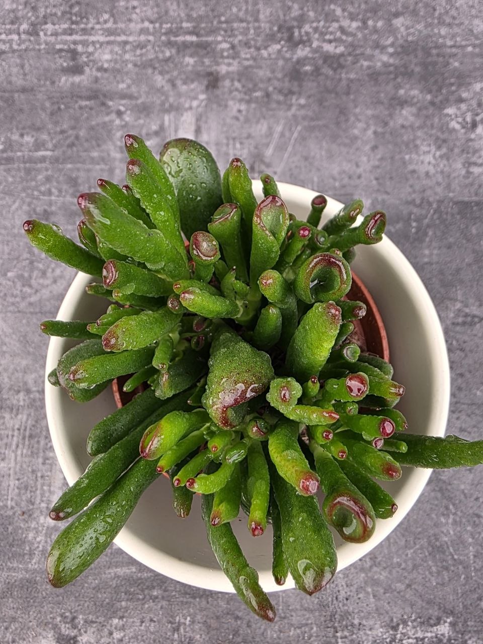 Crassula hobit 8,5 cm