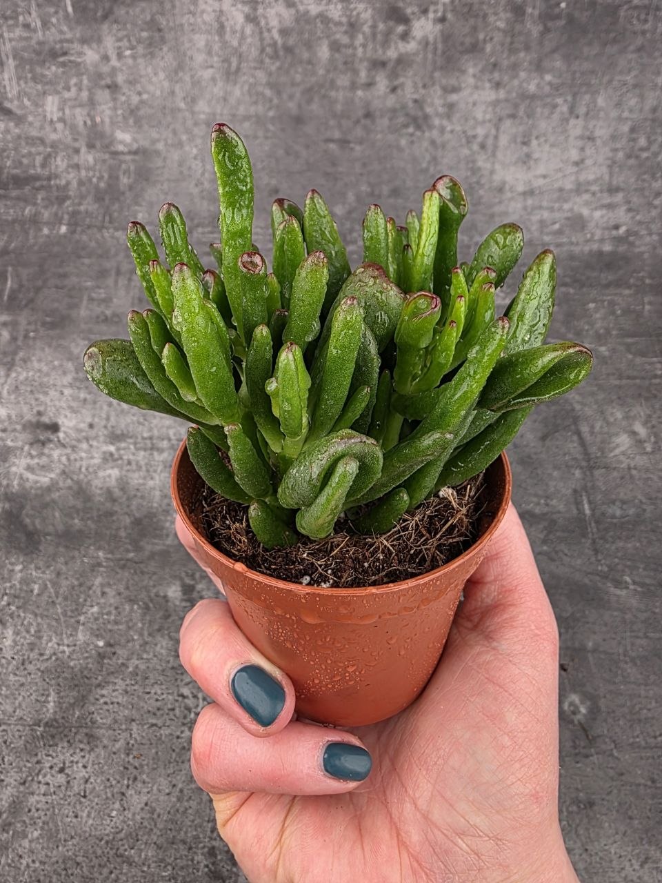 Crassula hobit 8,5 cm