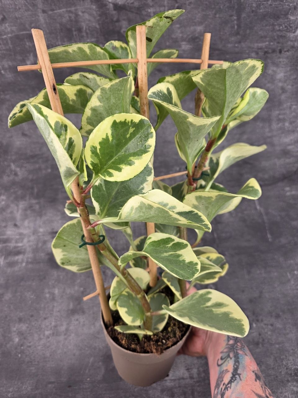 Peperomia Gold XXL